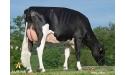EXTREME - Prim'Holstein